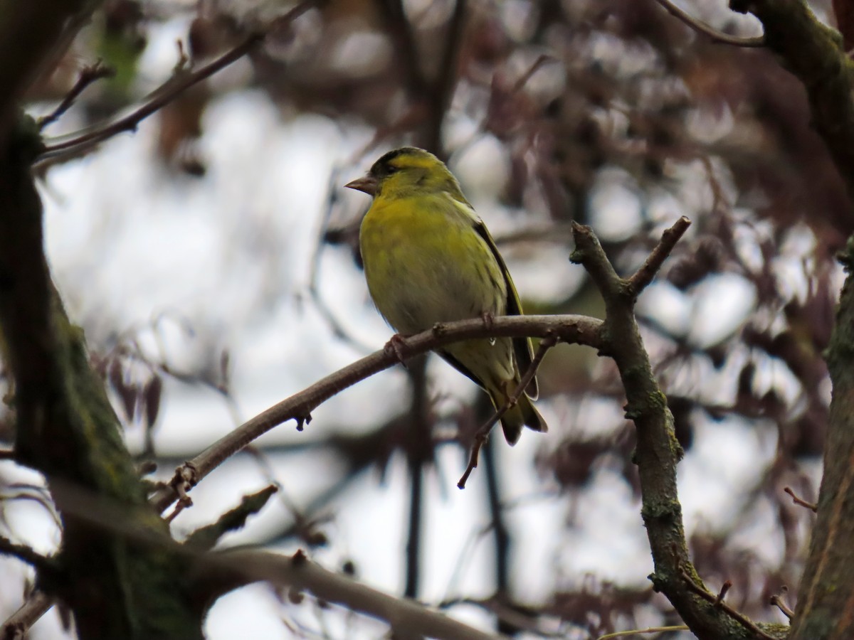 Eurasian Siskin - ML646350567