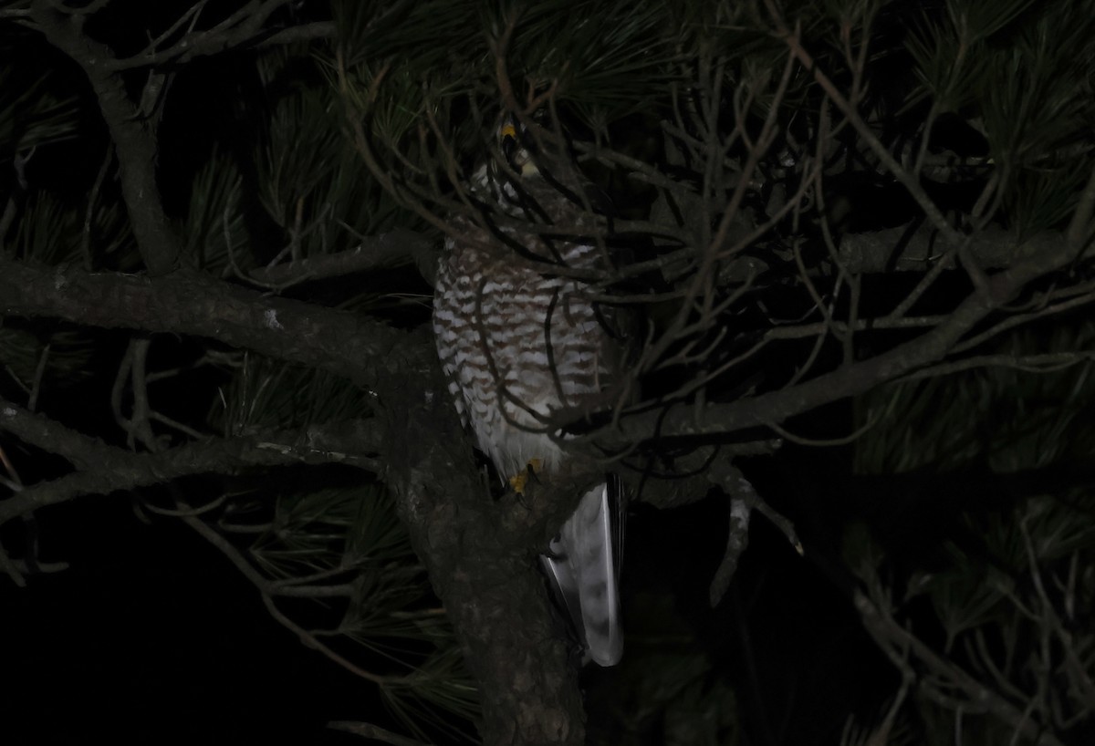 gråkinnvåk - ML646350568