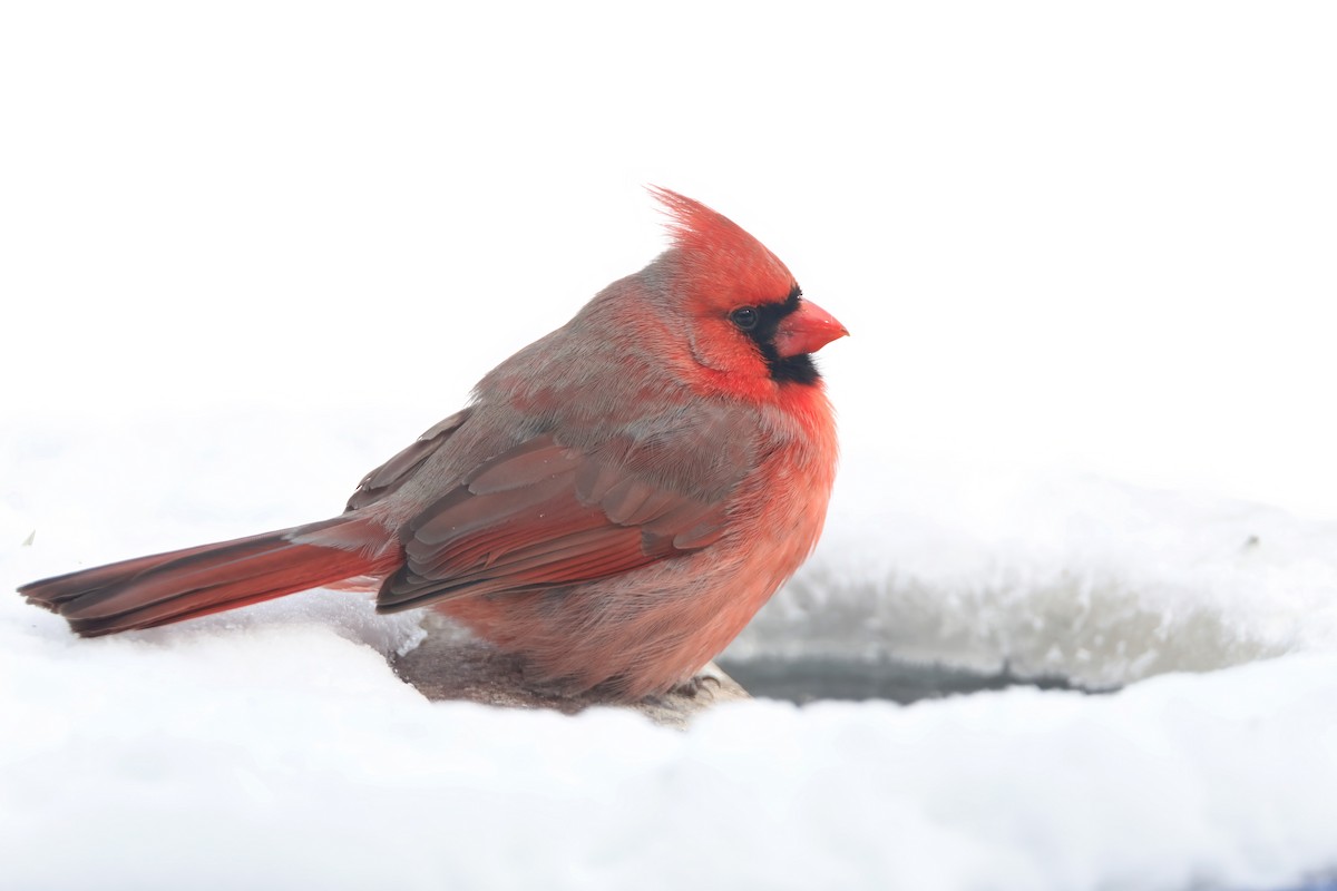 Northern Cardinal - ML646350578