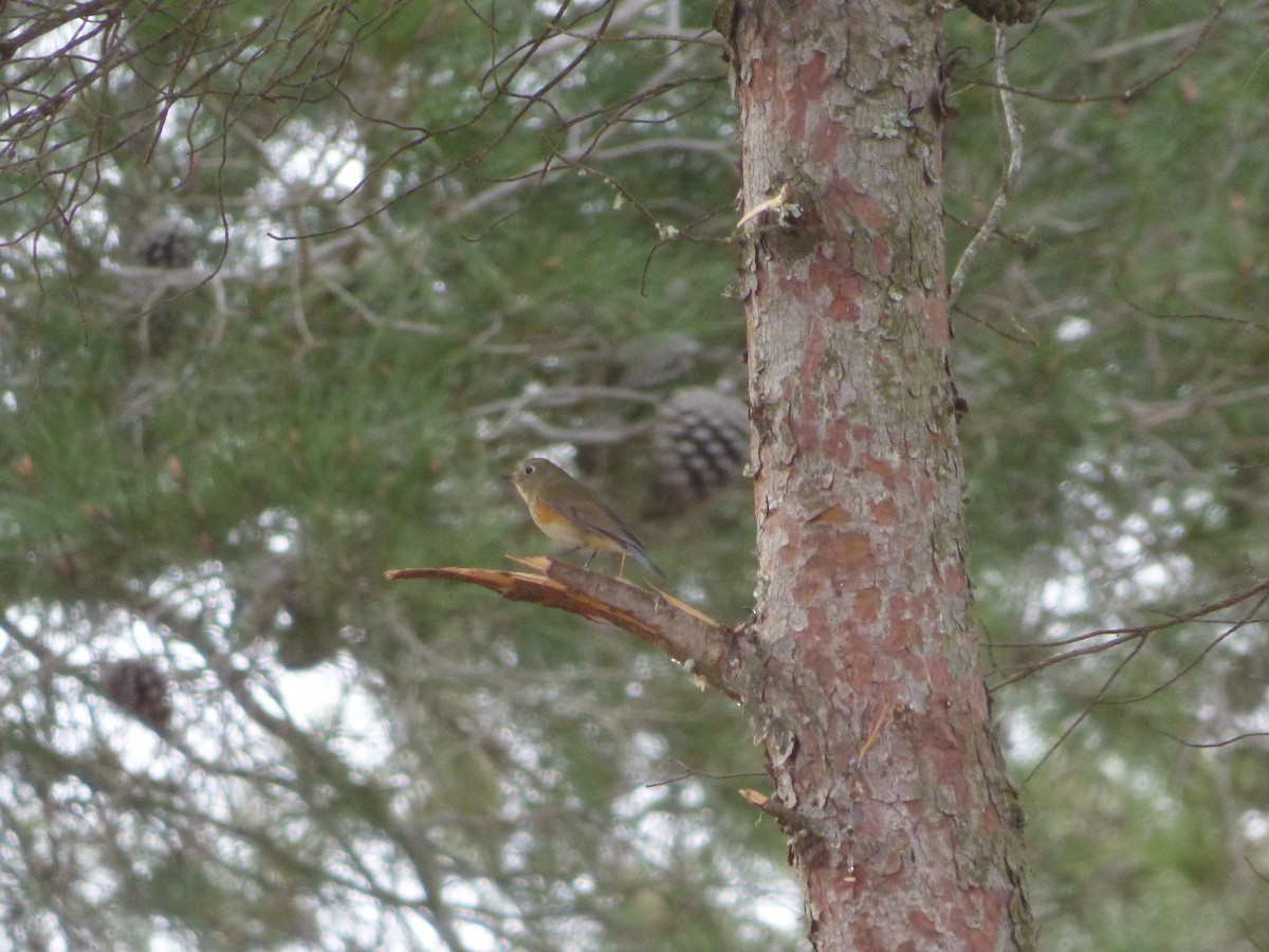Red-flanked Bluetail - ML646350579