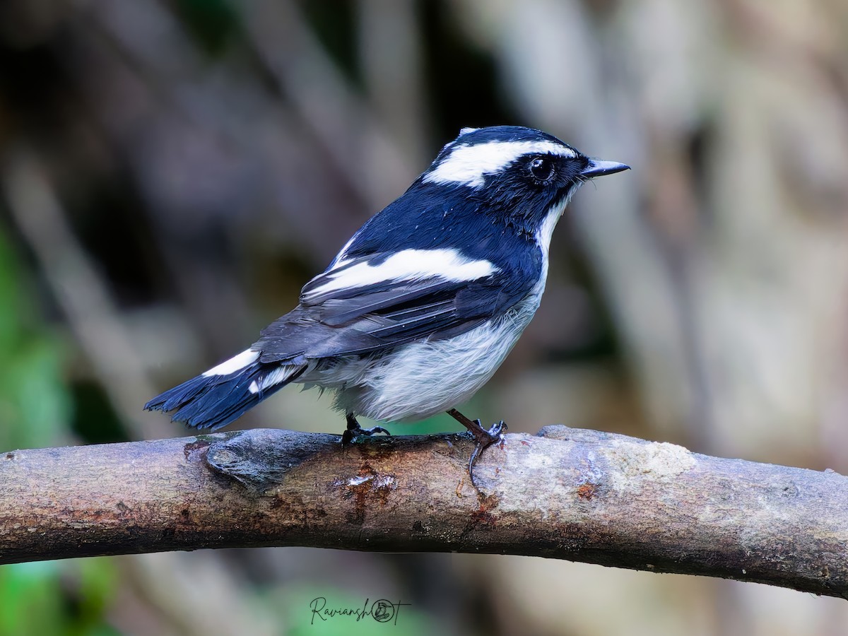 Little Pied Flycatcher - ML646350585