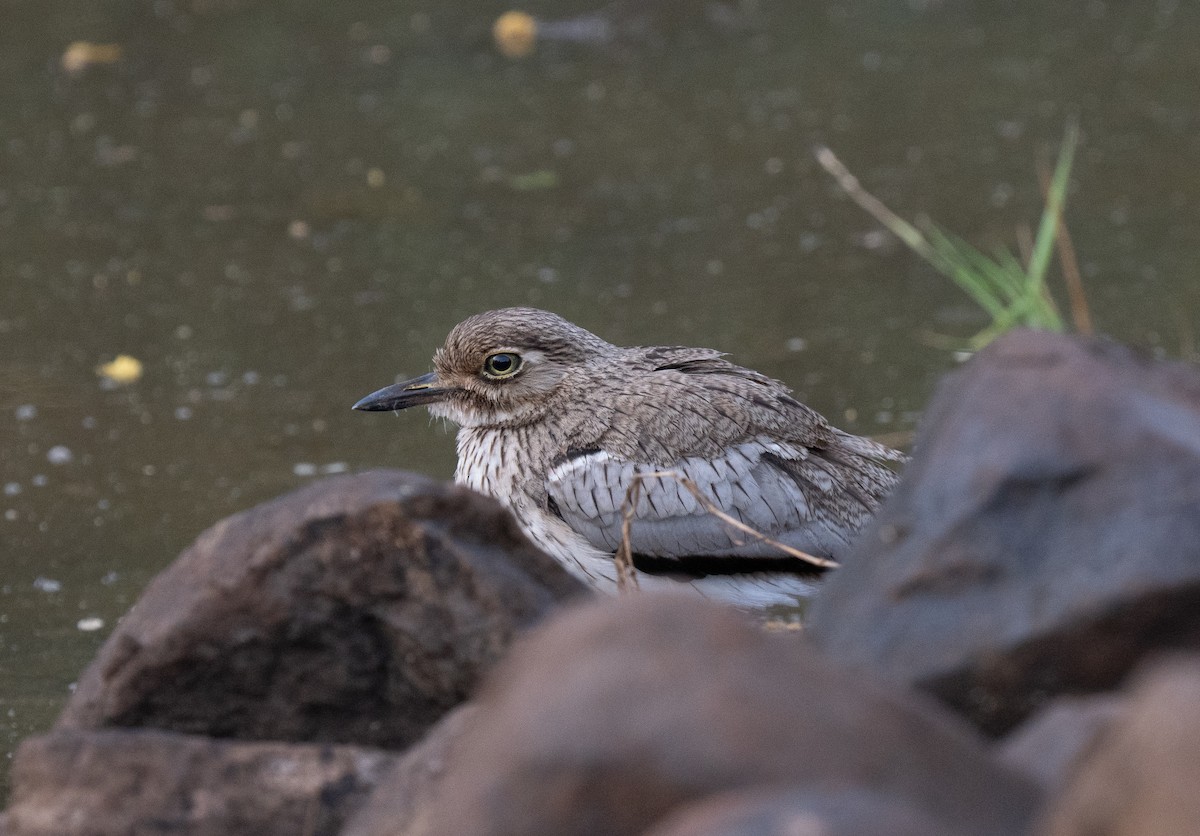 Лежень заїрський - ML646350588