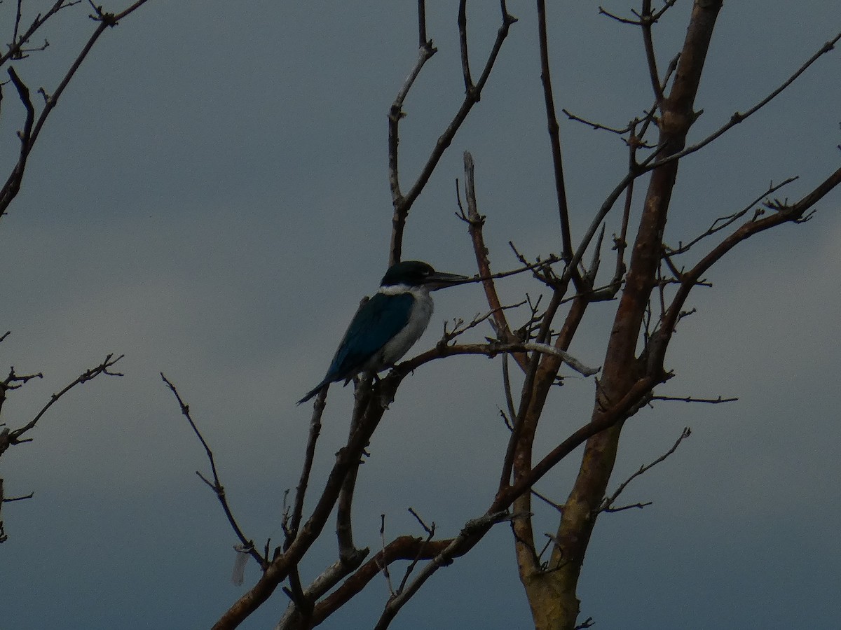 Collared Kingfisher - ML646350590