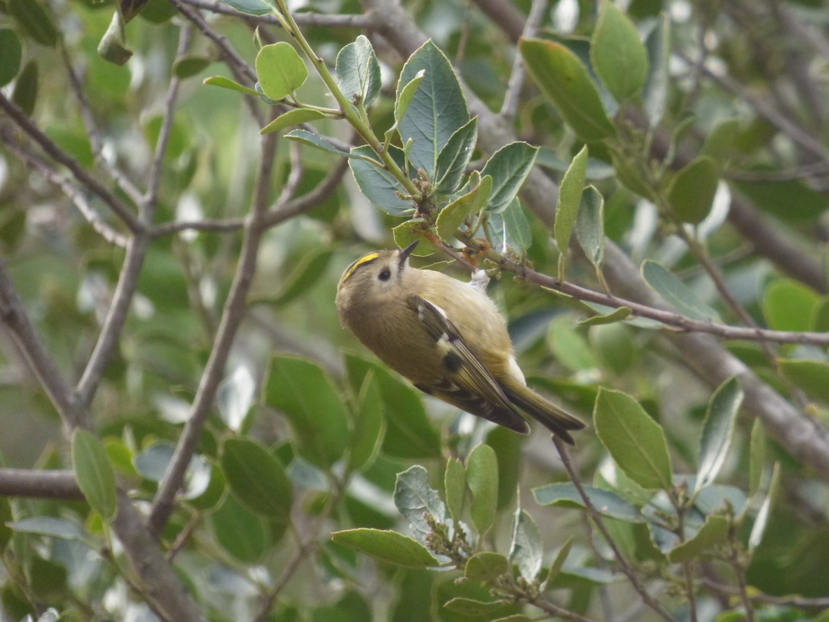 Goldcrest - ML646350591