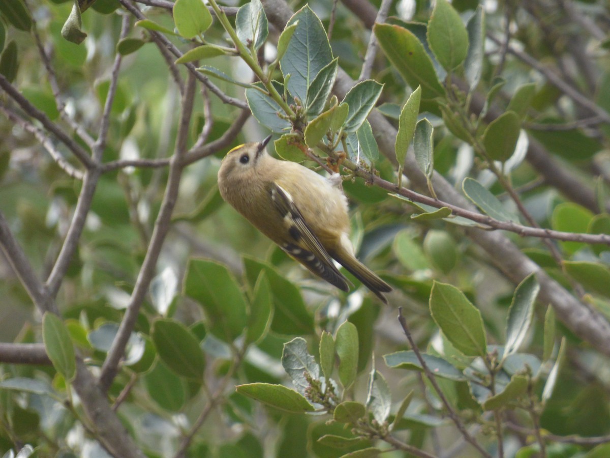 Goldcrest - ML646350592