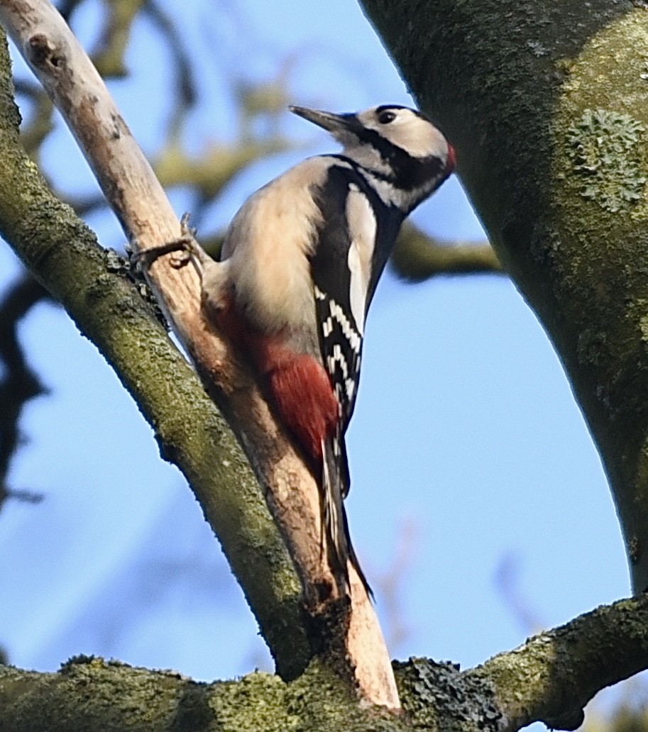 Дятел звичайний - ML646350593