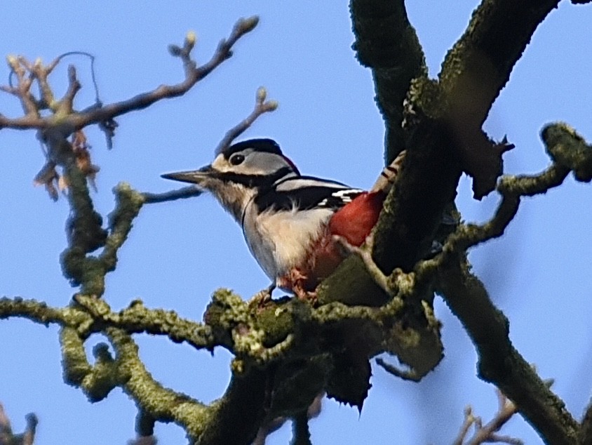 Дятел звичайний - ML646350594