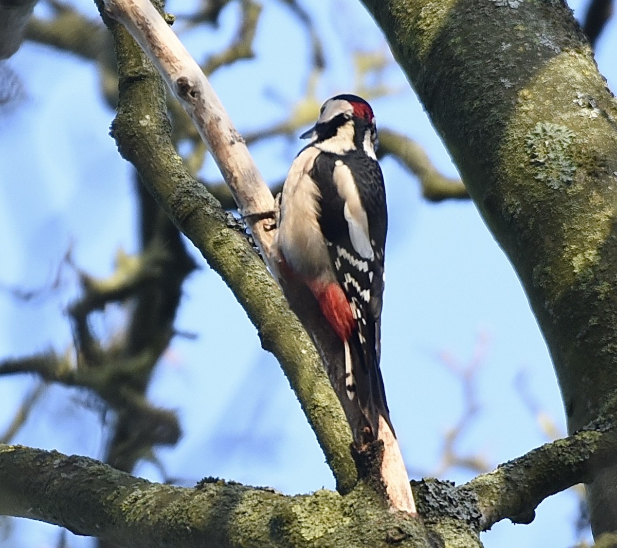 Дятел звичайний - ML646350595