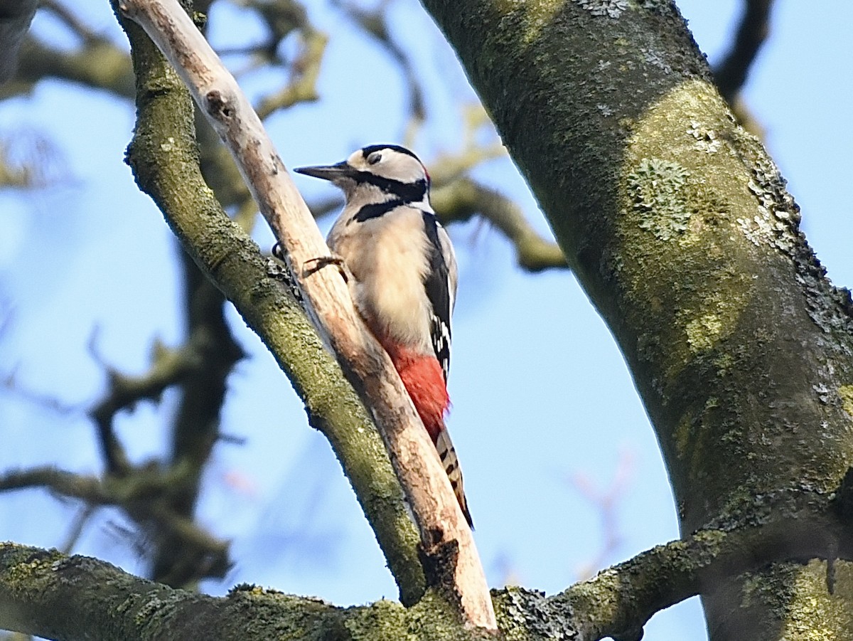 Дятел звичайний - ML646350596