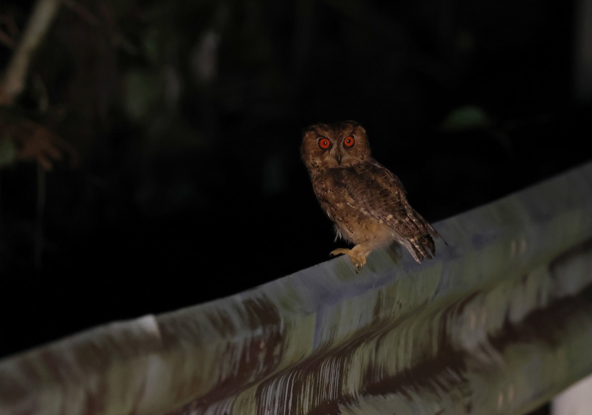 Сплюшка японська - ML646350597