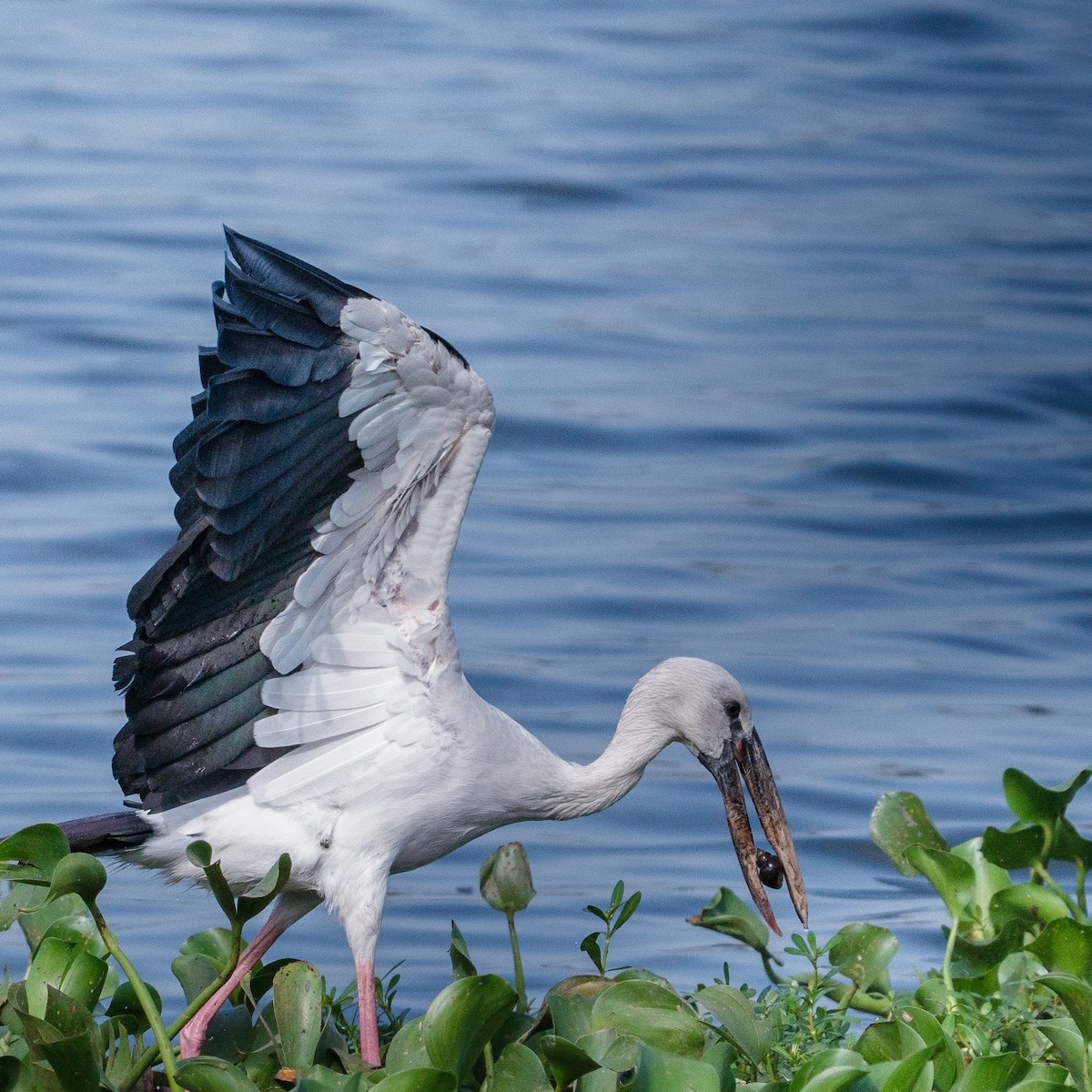 Лелека-молюскоїд індійський - ML646350599