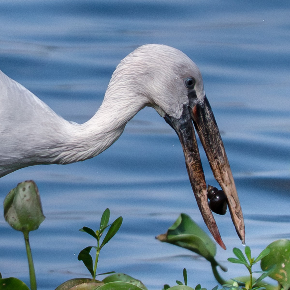 Лелека-молюскоїд індійський - ML646350600