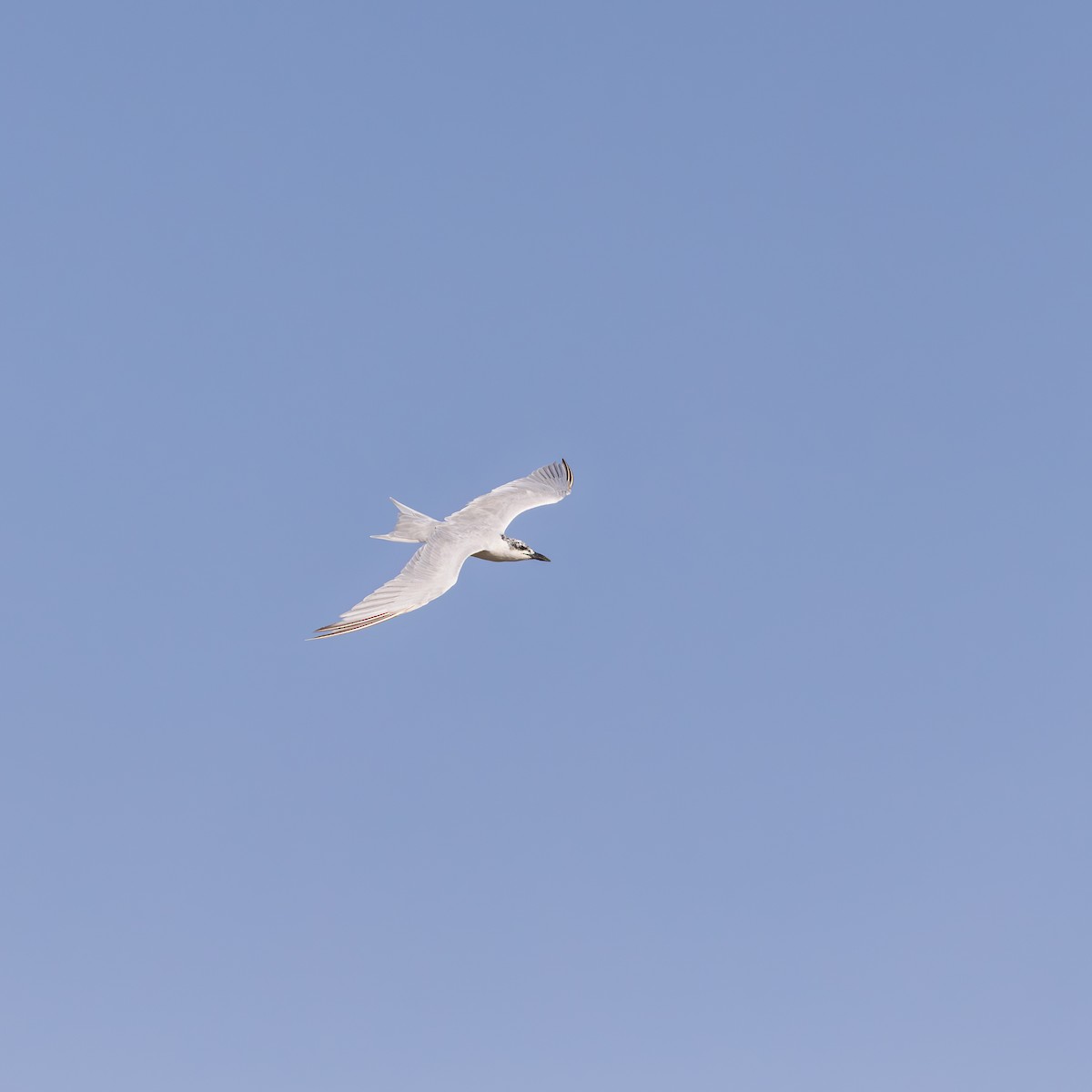 Крячок чорнодзьобий - ML646350601