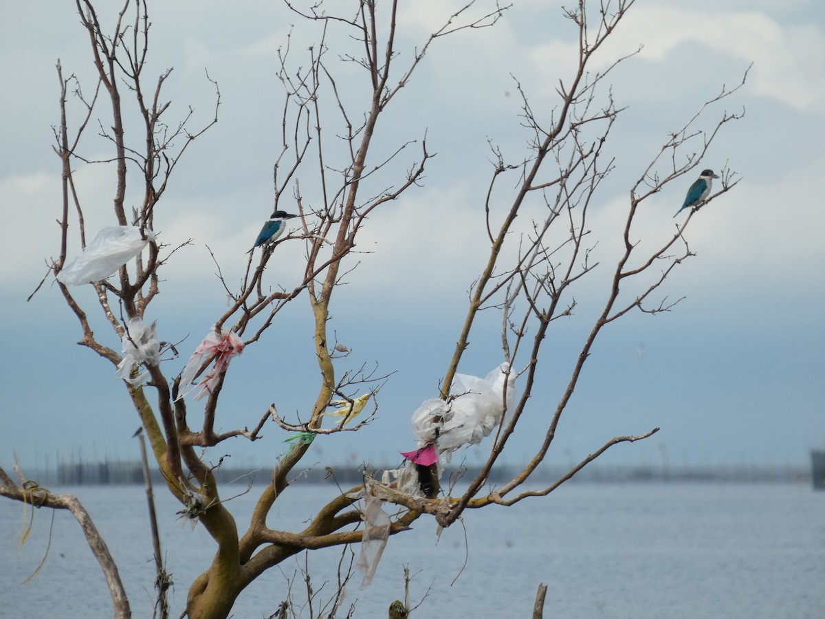 Альціон білошиїй - ML646350602