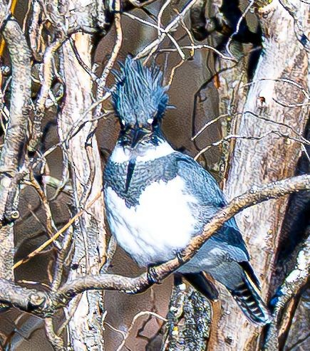 Рибалочка-чубань північний - ML646350603