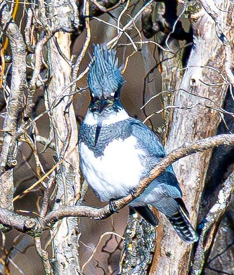 Рибалочка-чубань північний - ML646350604