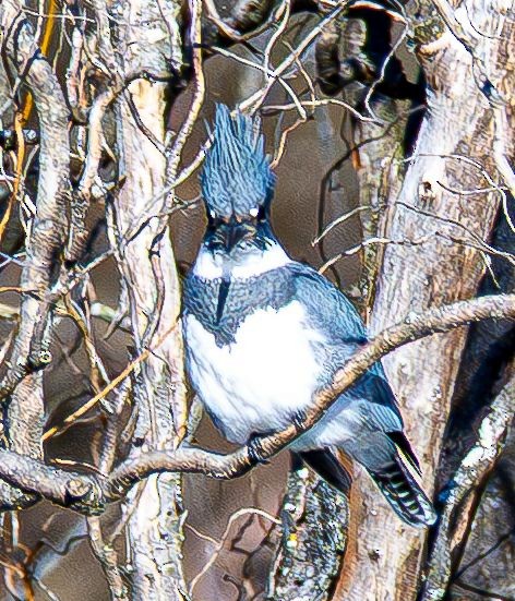 Рибалочка-чубань північний - ML646350605