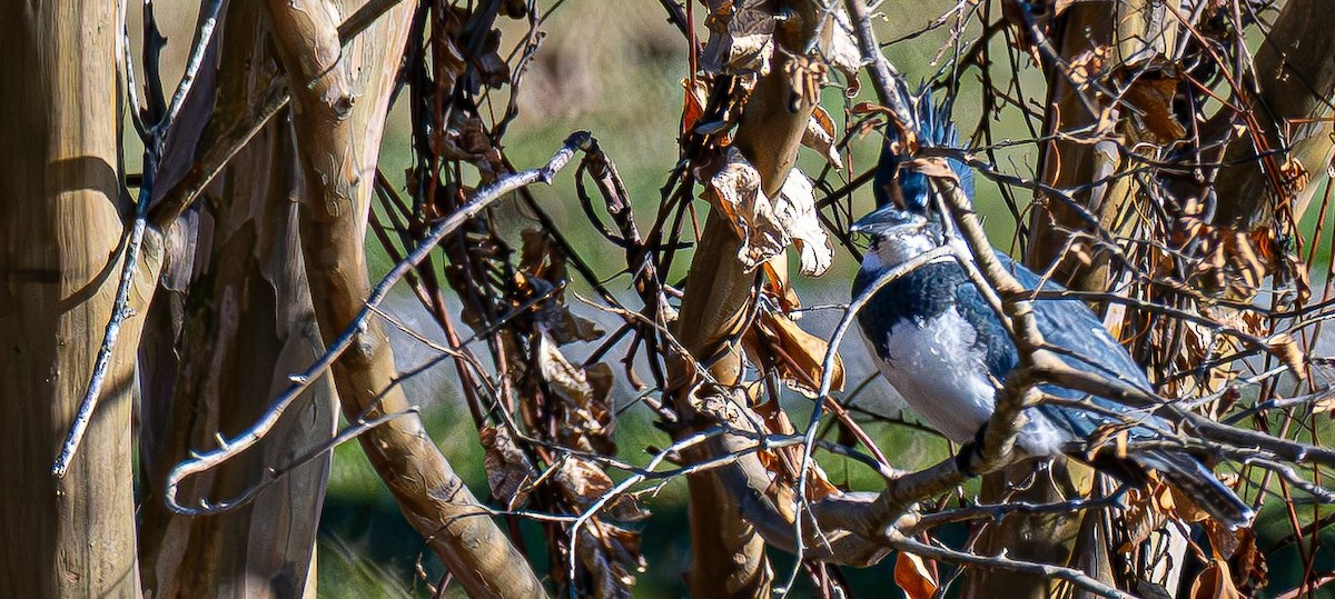 Рибалочка-чубань північний - ML646350606