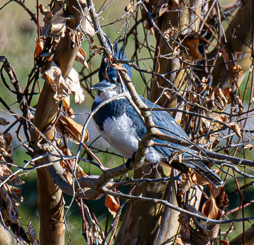 Рибалочка-чубань північний - ML646350607