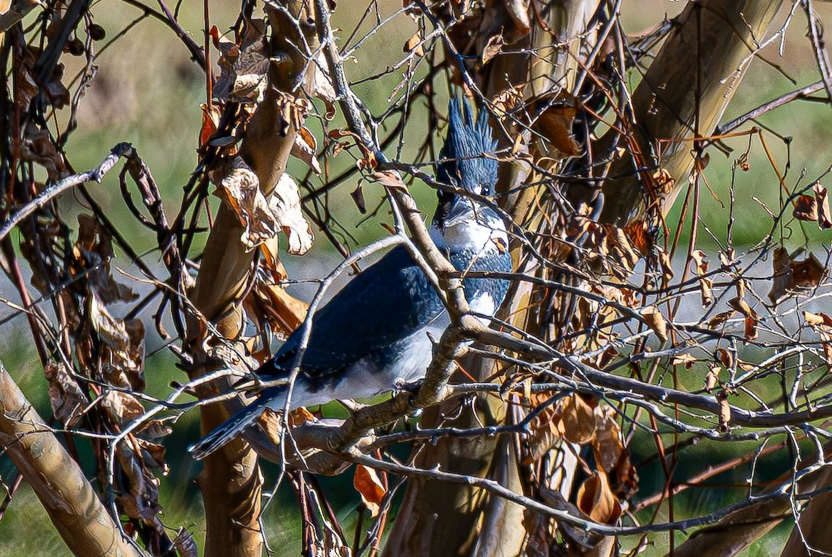 Рибалочка-чубань північний - ML646350608