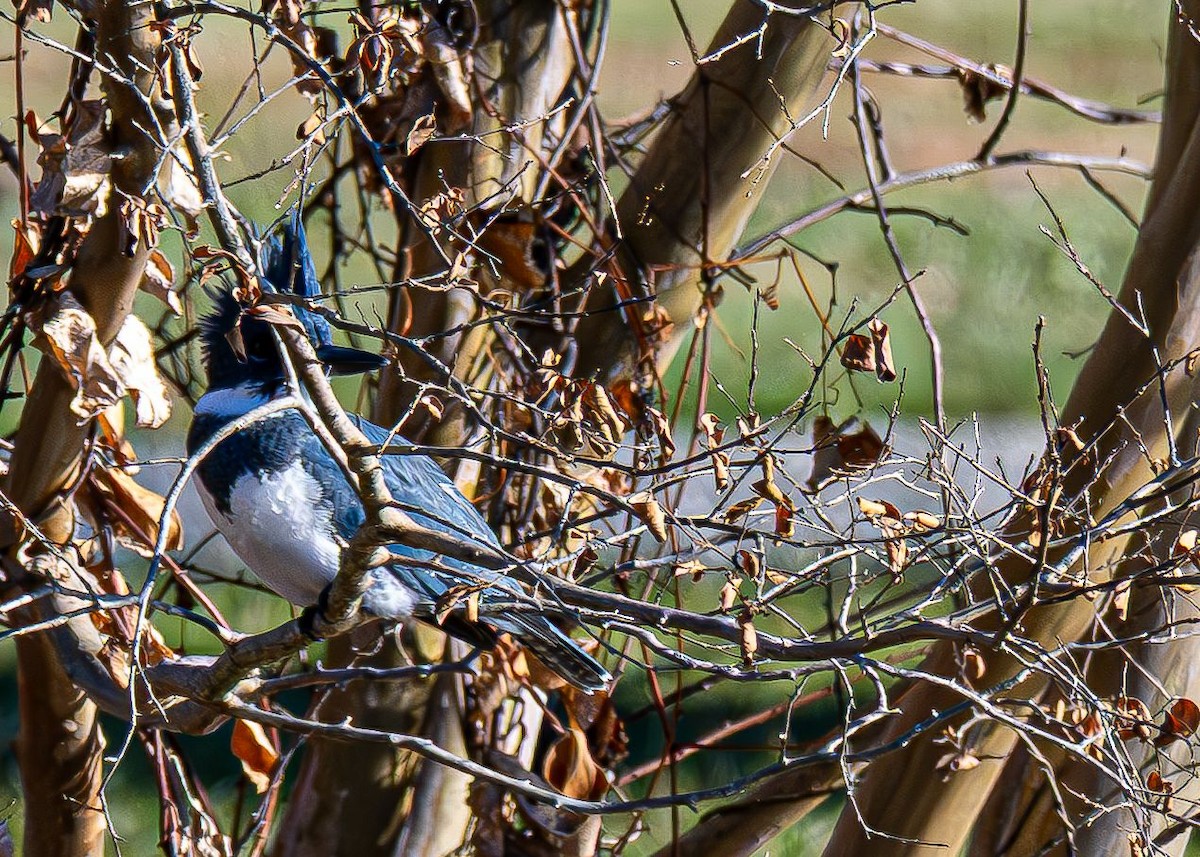 Рибалочка-чубань північний - ML646350609