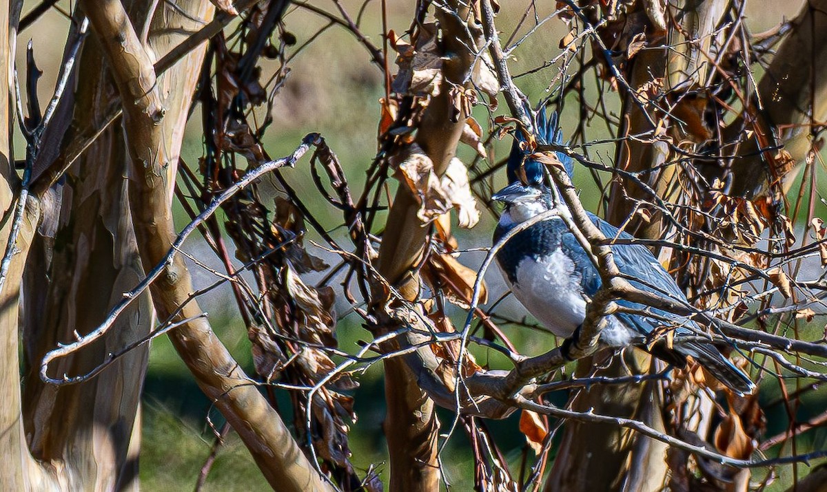 Рибалочка-чубань північний - ML646350610