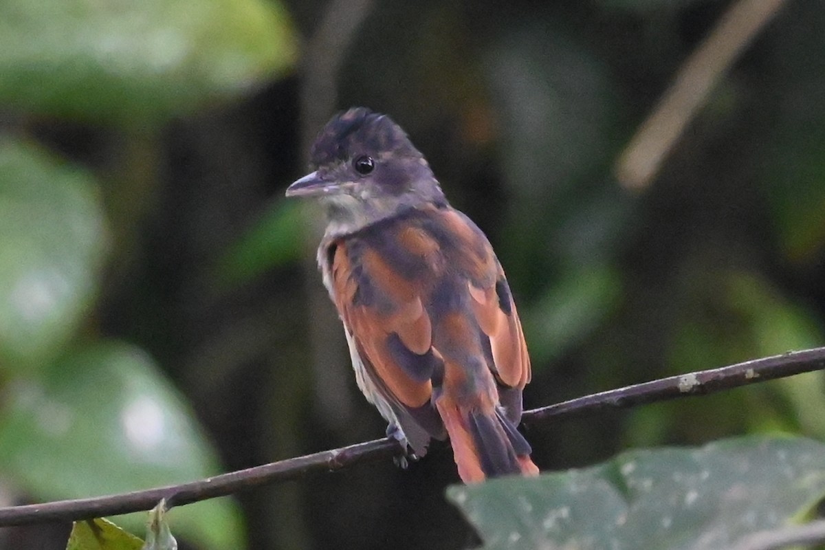 Бекард темний - ML646350611