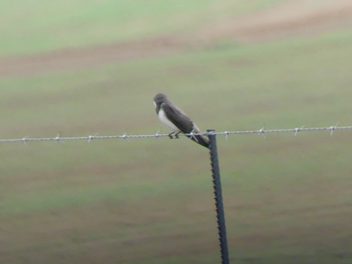 Ластівка білоброва - ML646350612