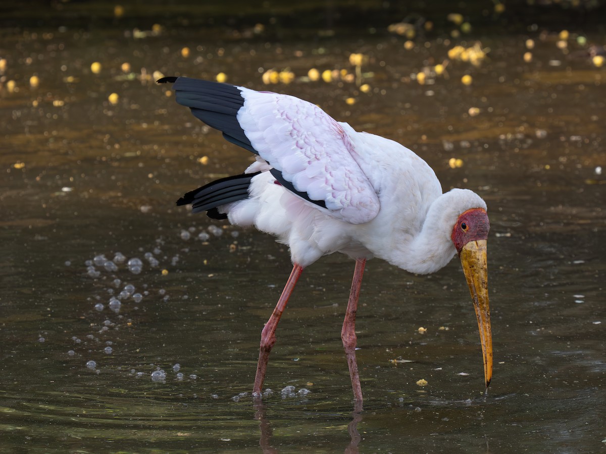 Лелека-тантал африканський - ML646350613