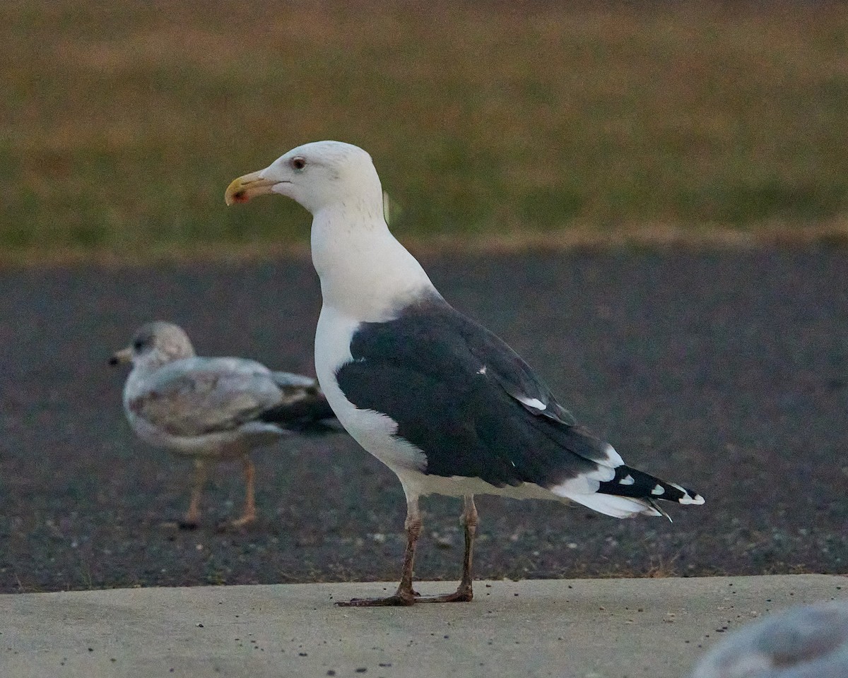 Мартин морський - ML646350619