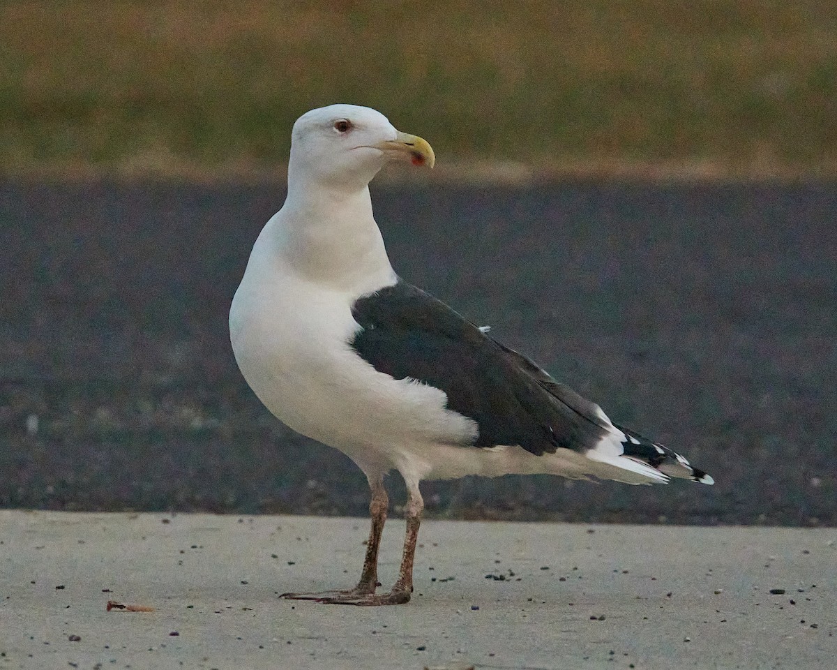 Мартин морський - ML646350620