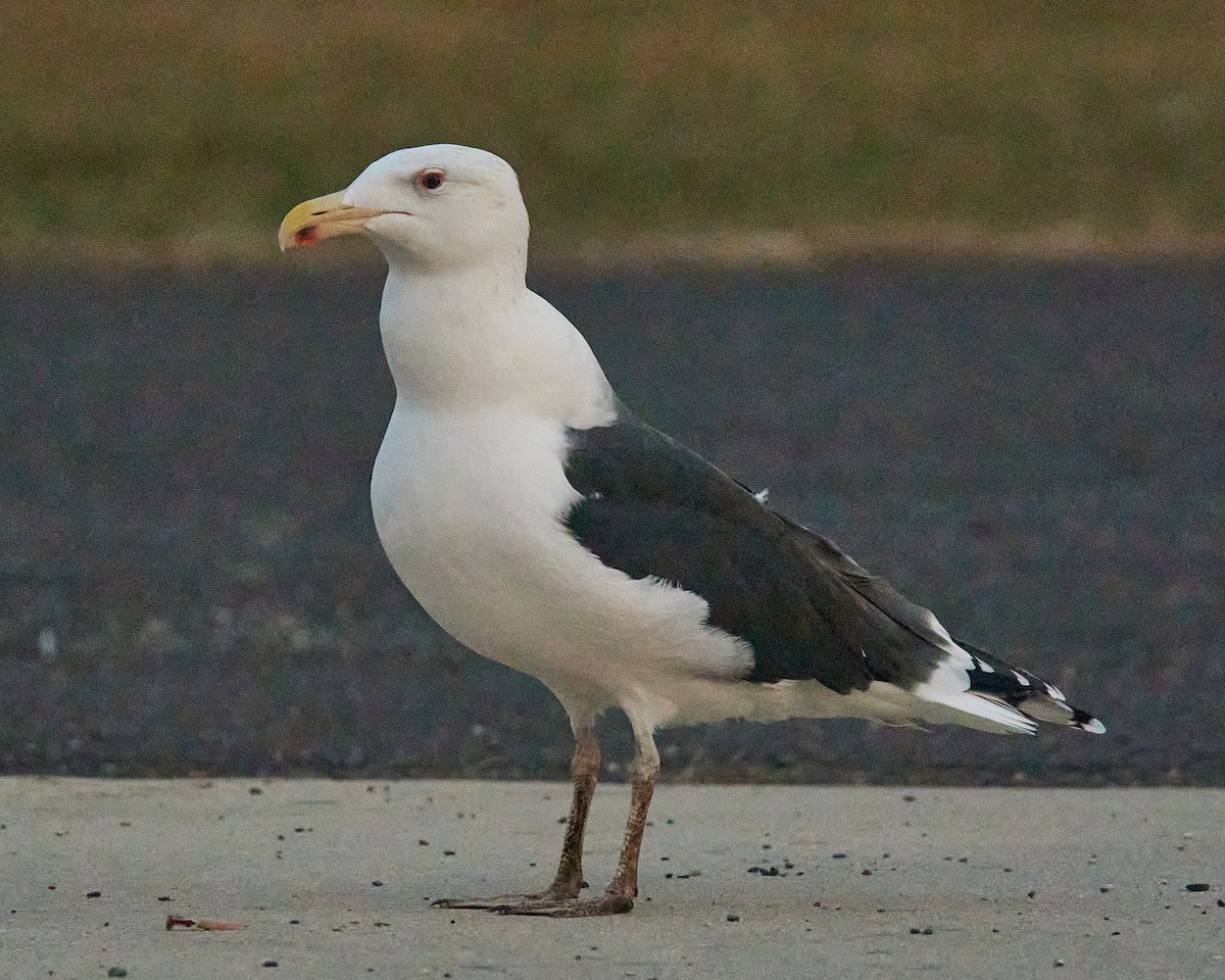 Мартин морський - ML646350621