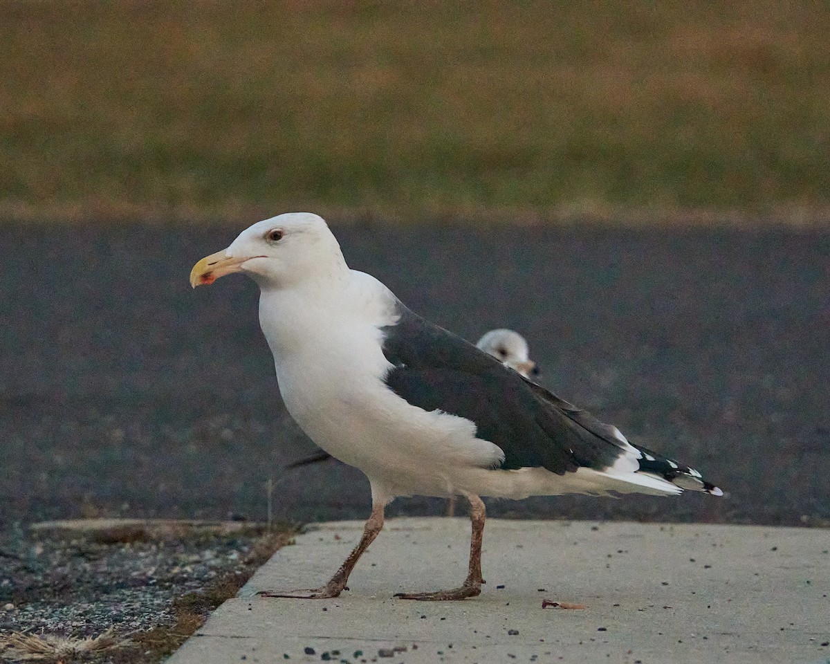 Мартин морський - ML646350622