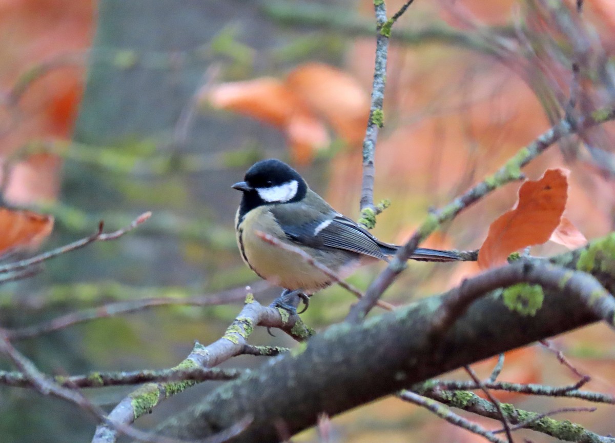 Синиця велика - ML646350623