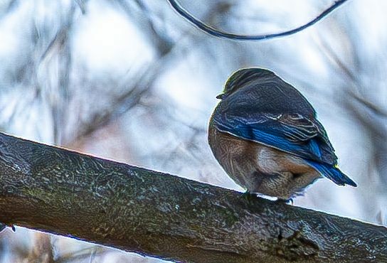 Сизойка блакитна - ML646350625