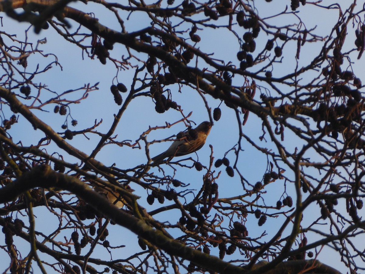Redpoll (Lesser) - ML646350626
