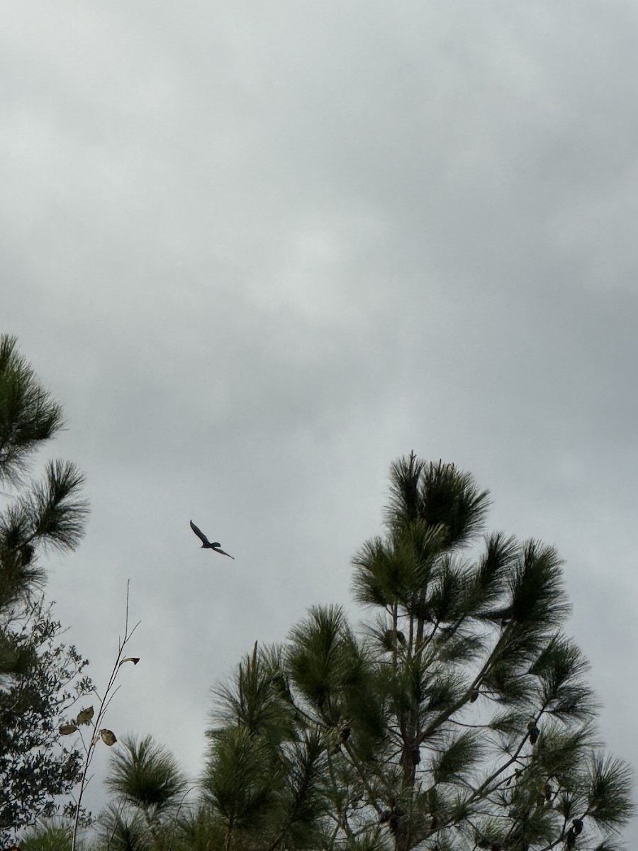 Катарта червоноголова - ML646350627