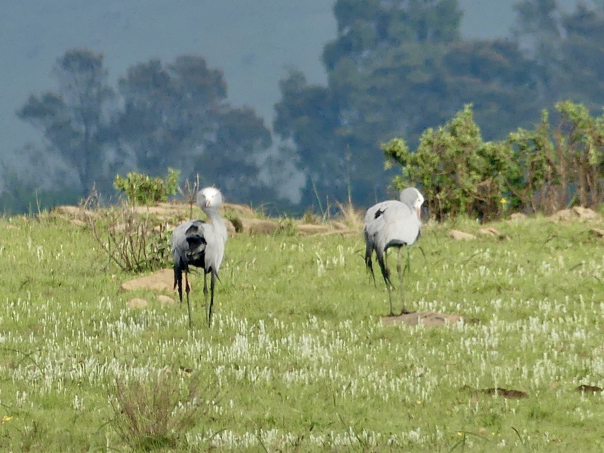 Журавель блакитний - ML646350629
