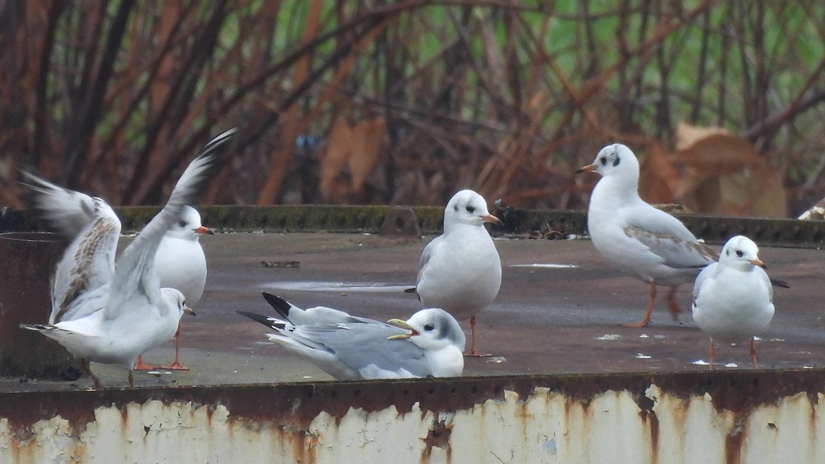 Black-legged Kittiwake (Atlantic) - ML646350636