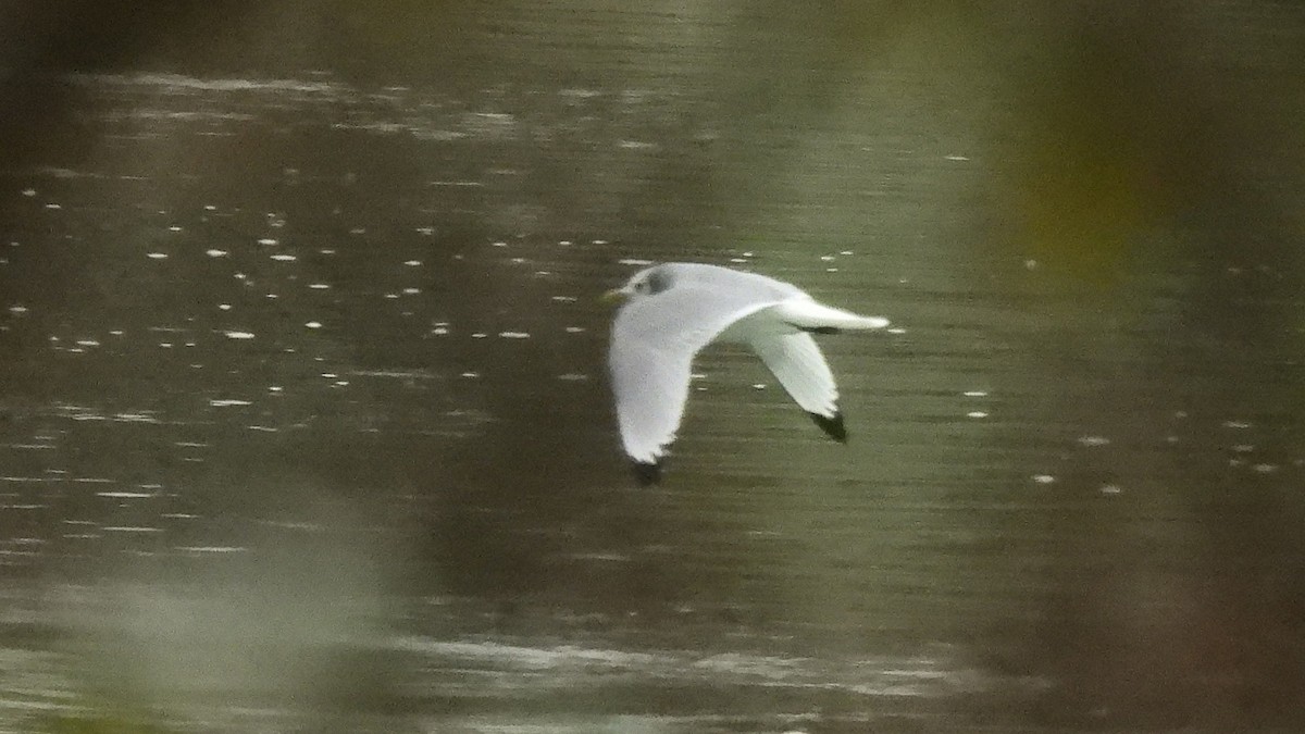 Black-legged Kittiwake (Atlantic) - ML646350649