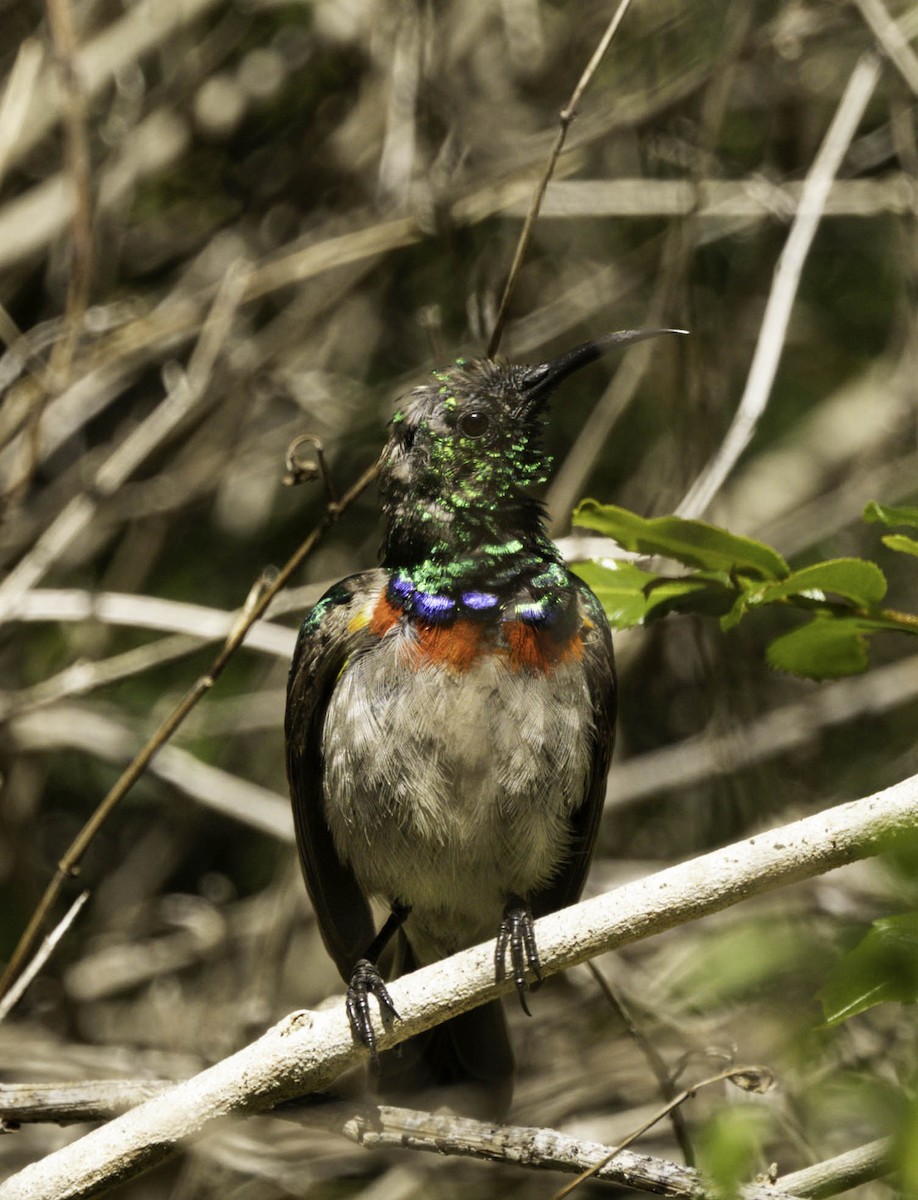 Southern Double-collared Sunbird - ML646350651