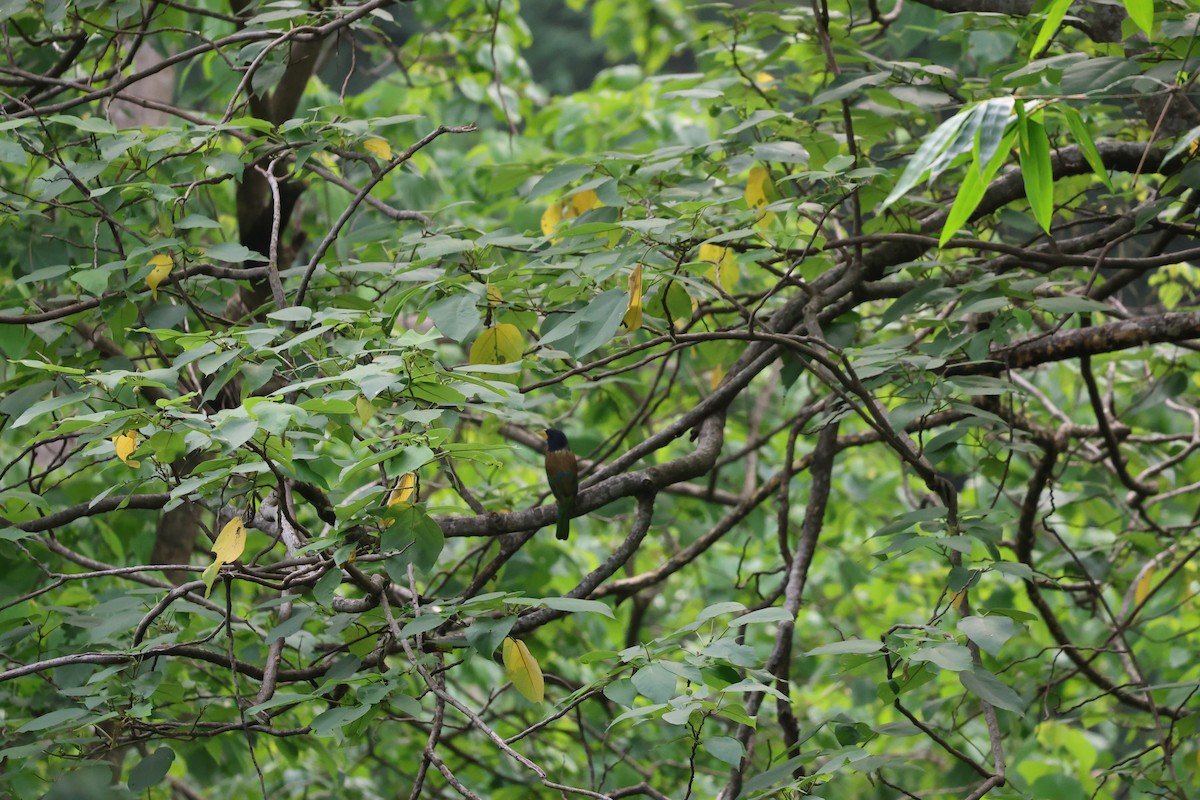 オオゴシキドリ - ML646350652