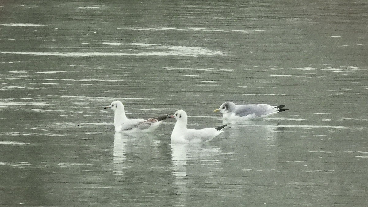 Black-legged Kittiwake (Atlantic) - ML646350653