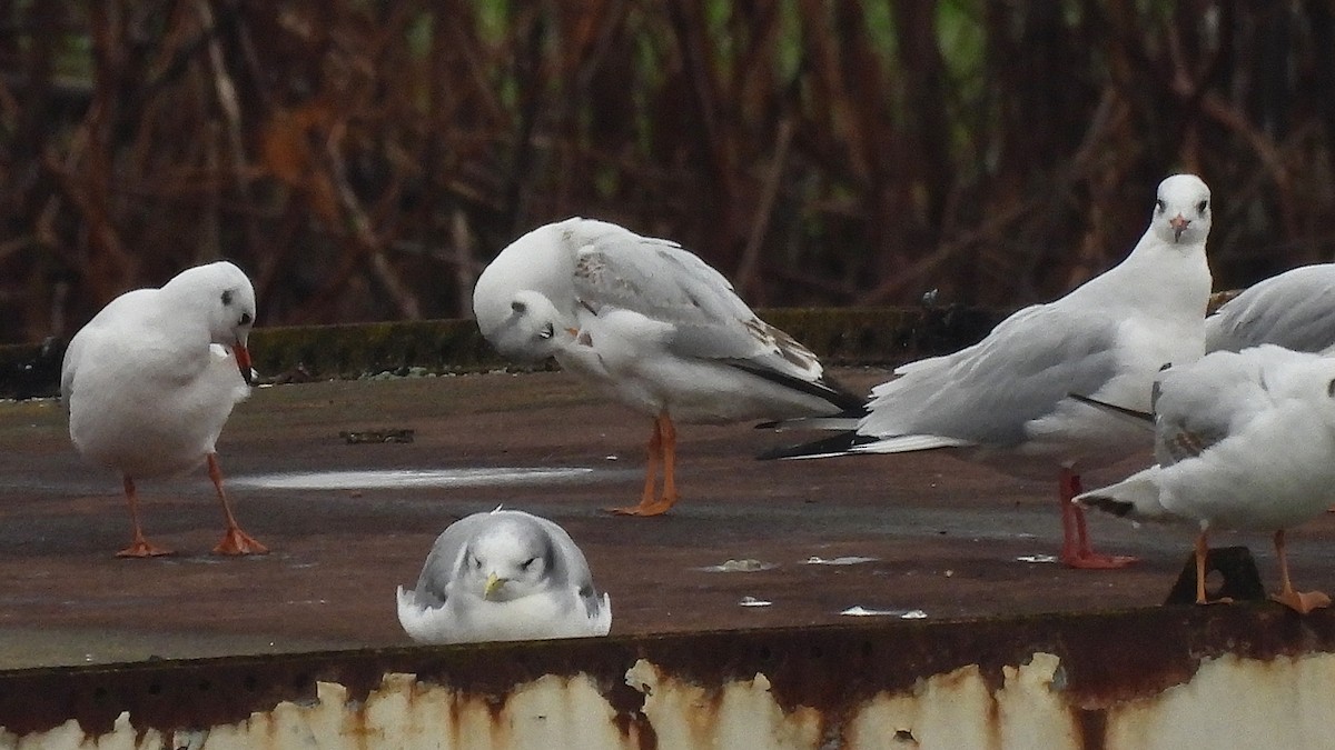 Black-legged Kittiwake (Atlantic) - ML646350654