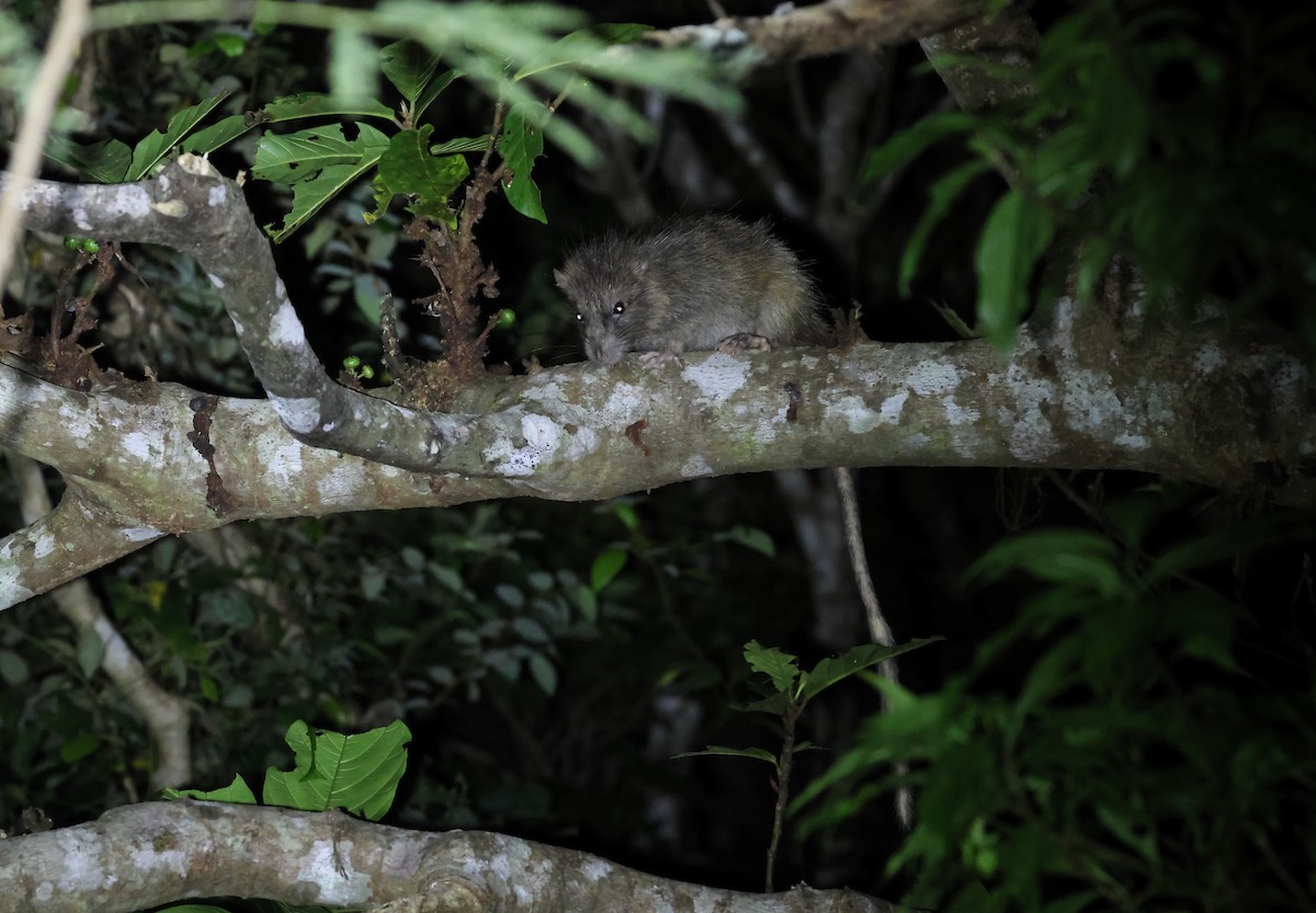 Mammals - ML646350655