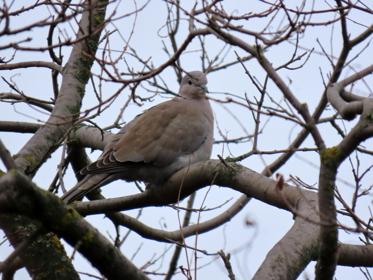Eurasian Collared-Dove - ML646350656