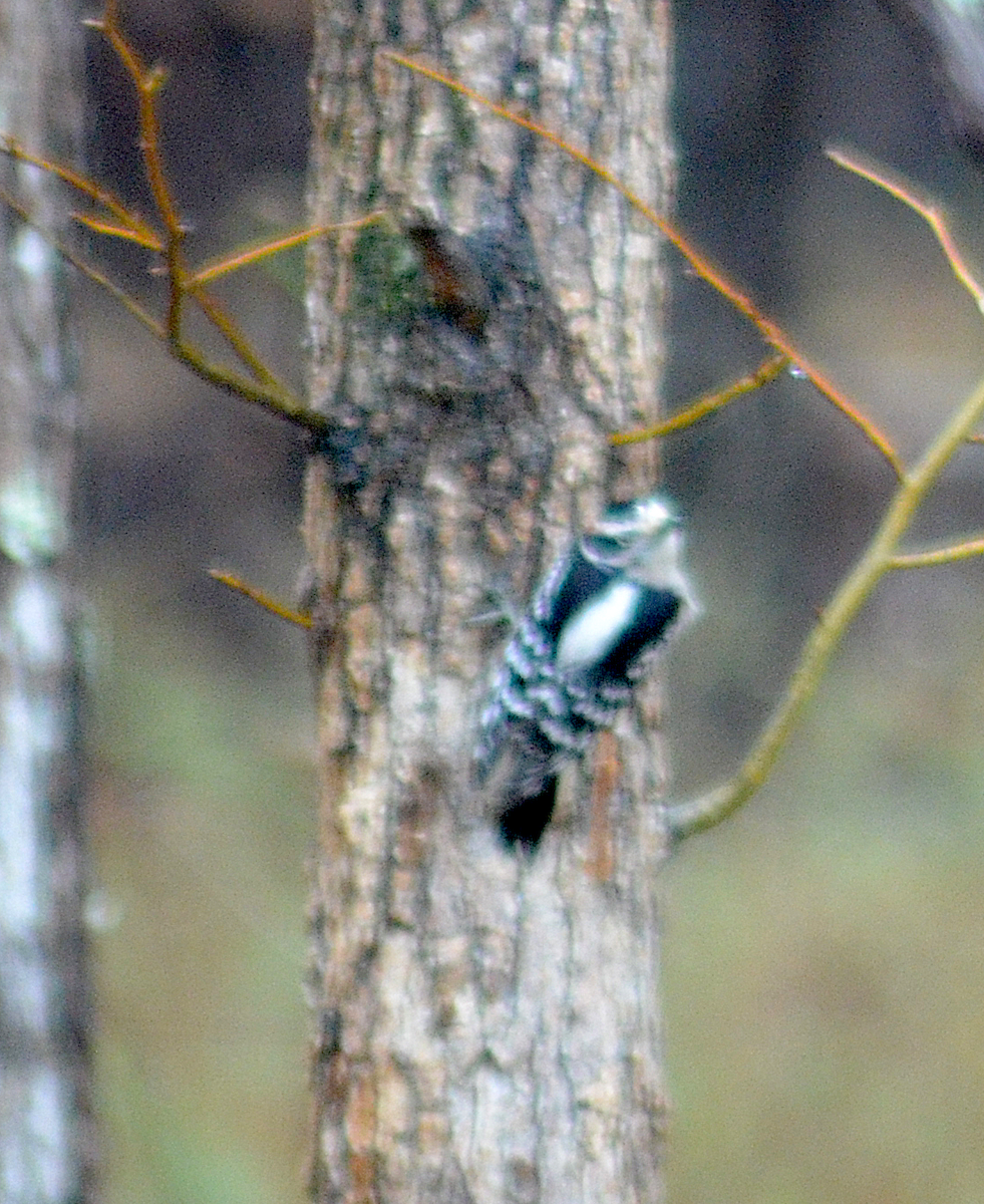 Downy Woodpecker - ML646350657