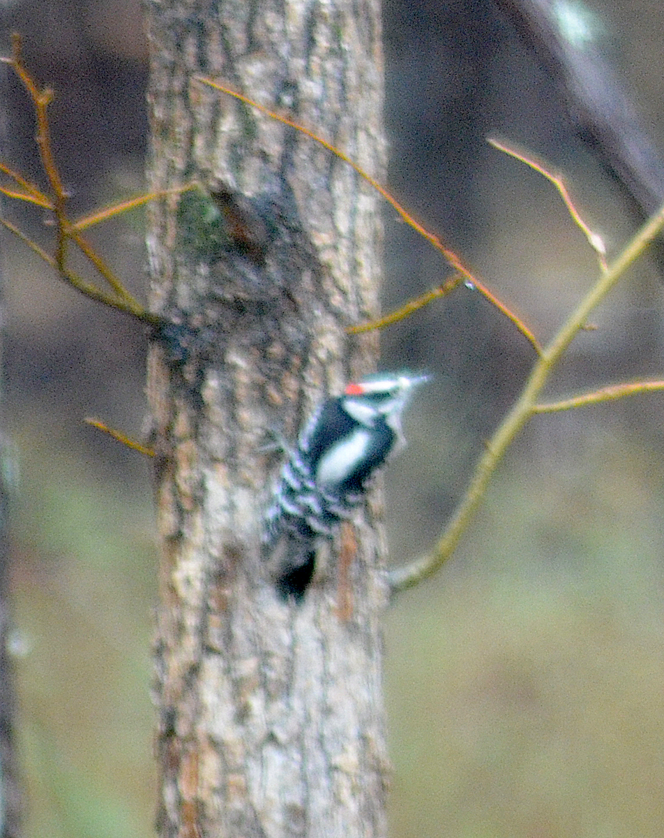 Downy Woodpecker - ML646350658