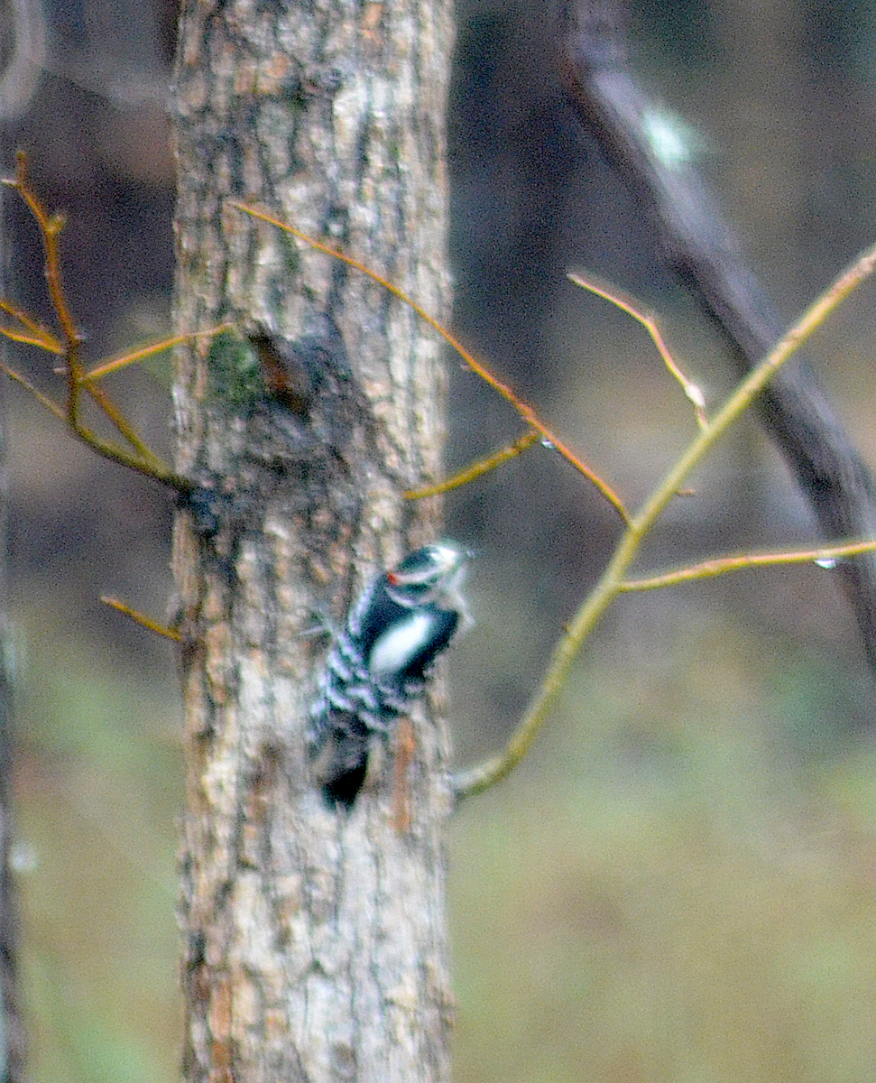 Downy Woodpecker - ML646350659