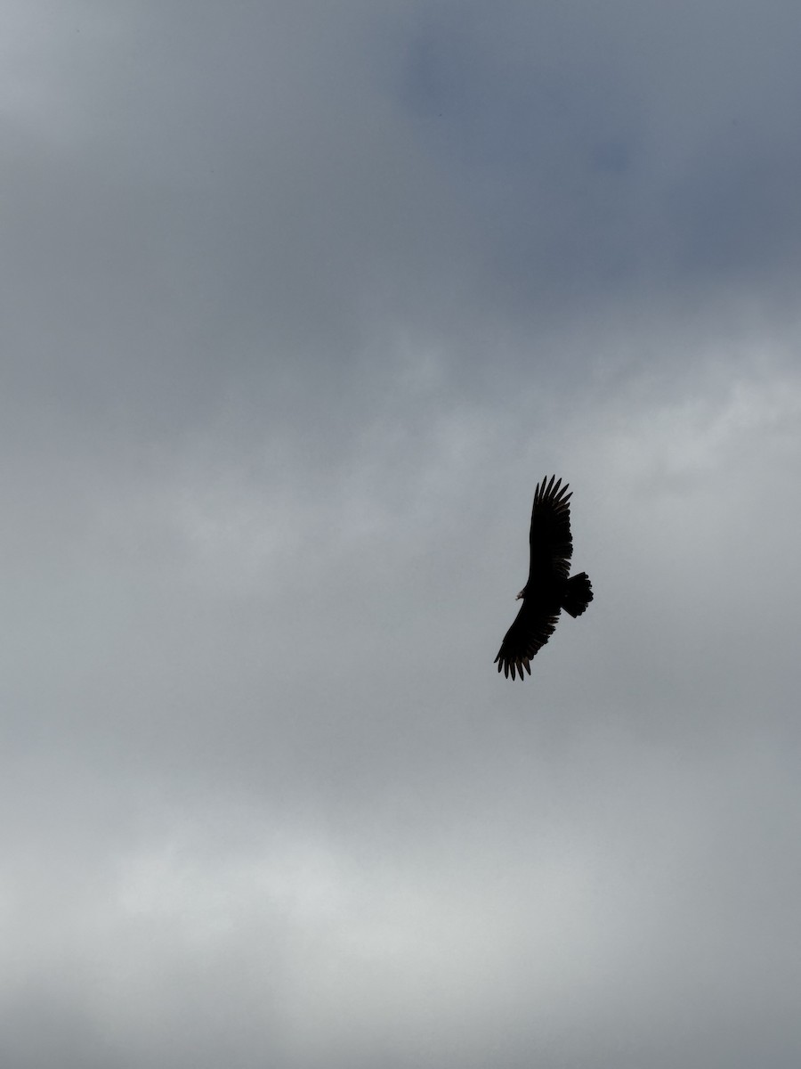 kondor krocanovitý - ML646350680